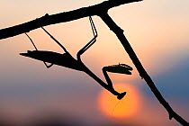 RF - African mantis (Sphodromantis gastrica) silhouetted against the sun captive, occurs in Africa. (This image may be licensed either as rights managed or royalty free.)