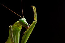 RF - Giant African mantis (Sphodromantis viridis) grooming captive, occurs in West Africa. (This image may be licensed either as rights managed or royalty free.)