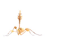 RF - Violin mantis (Gongylus gongylodes) on white background, captive occurs in southern India and Sri Lanka (This image may be licensed either as rights managed or royalty free.)