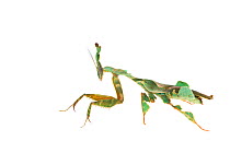 RF - Ghost mantis (Phyllocrania paradoxa) captive occurs in Africa. (This image may be licensed either as rights managed or royalty free.)