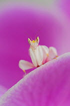 RF - Orchid mantis (Hymenopus coronatus) on Phalenopsis orchid, captive, occurs in South East Asia. (This image may be licensed either as rights managed or royalty free.)