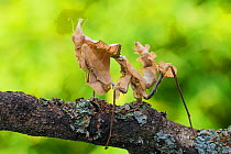 Devil's flower mantis (Idolomantis diabolica) female, captive, occurs in Africa.