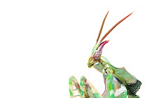 Devil's flower mantis (Idolomantis diabolica) male, captive, occurs in Africa.