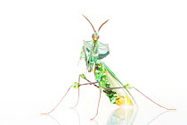 Devil's flower mantis (Idolomantis diabolica) on white background, captive, occurs in Africa.