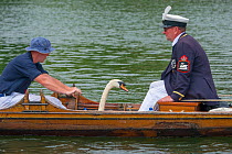 Men in boat with  Mute swan (Cygnus olor)  during the Swan upping, the annual census and marking of the Swans on the River Thames. England, UK, July 2016