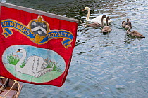 Swan Upping banner and family of Mute swans (Cygnus olor) with cygnets during the during the Swan upping, the annual census and marking of the Swans on the River Thames. England, UK, July 2016.
