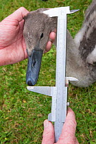 Measuring a Mute swan (Cygnus olor) cygnet during the Swan upping, the annual census and marking of the Swans on the River Thames. England, UK, July 2016.