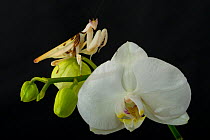 Orchid mantis (Hymenopus coronatus) on Phalenopsis orchid flower, captive, occurs in South East Asia.