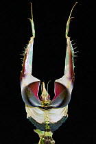 Devil's flower mantis (Idolomantis diabolica) male in defensive posture, captive, occurs in Africa.