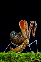 Peacock mantis (Pseudempusa pinnapavonis) in defensive posture; captive occurs in Burma and Thailand.