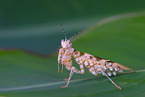 Spiny flower mantis (Pseudocreobotra wahlbergii) captive, occurs in Africa.