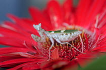 Indian flower mantis (Creobroter gemmatus) on flower, captive, native Asia.