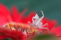 Indian flower mantis (Creobroter gemmatus) grooming, captive, native Asia.