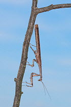 African twig mantis (Popa spurca) on twig, captive, occurs in Africa.
