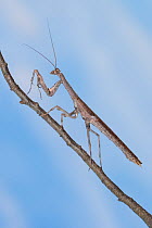 African twig mantis (Popa spurca) on twig, captive, occurs in Africa.