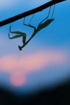 African mantis (Sphodromantis gastrica) upside down on twig, captive, occurs in Africa.