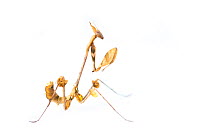 Violin mantis (Gongylus gongylodes) nymph, captive, occurs in southern India and Sri Lanka.