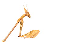 Violin mantis (Gongylus gongylodes) captive, occurs in southern India and Sri Lanka.