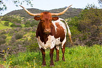 Texas Longhorn cow on high country pasture, Santa Ynez Mountains foothills, Goleta, California, USA.