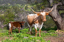 Texas Longhorn cow with calf on high country pasture, Santa Ynez Mountains foothills, Goleta, California, USA.