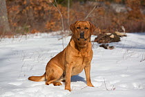 Labrador Retriever ('Red Fox' variety) in snowy field at edge of woodland, Danielson, Connecticut, USA.