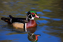 Wood duck (Aix sponsa) drake in breeding plumage, paddling,Orange, California, USA.