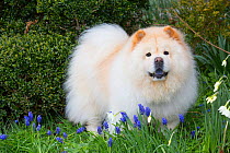 Chow Chow in spring flowers, Waterford, Connecticut, USA.