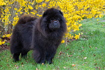 Chow Chow in spring, Waterford, Connecticut, USA.