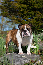English Bulldog in spring vegetation, Waterford, Connecticut, USA. Non-ex.