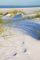 Dunes and vegetative cover along Tampa Bay with tracks of Yellow-crowned night heron (Nyctanassa violacea) a predator of Ghost Crabs (Ocypodinae) that live in dune burrows), Muillet Key, St. Petersbur...