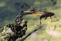 Anhinga (Anhinga anhinga) covered in duckweed, trying to shake a fish loose after spearing it, Lakeland, Florida, USA.  April. Non-ex.