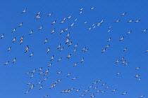 American white pelicans (Pelecanus erythrorhynchos) on northward mid-April migration from south Florida, Florida, USA, April.