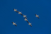 American white pelicans (Pelecanus erythrorhynchos) on northward mid-April migration from south Florida, Pinellas County, Florida, USA. April. Non-ex.