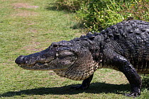 Extremely large American Alligator (Alligator mississippiensis) walking across footpath at Circle Bar B Reserve, Lakeland, Florida, USA. Non-ex.