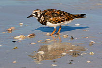 Ruddy turnstone (Arenaria interpres) pecking at  a live Lettered olive snail (Oliva sayana) on a sandy beach at low tide, Tampa Bay, St. Petersburg, Florida, USA. April.