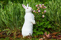 Albino Mini Rex rabbit with Colombine in garden, East Haven, Connecticut, USA. May.