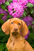 Hungarian Vizsla head portrait,  in front  of  Rhododendron flowers,  Connecticut, USA.