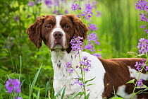 Brittany dog among Phlox, in field, Amston, Connecticut, USA.