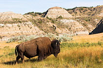 American bison (Bison bison) bull on short-grass prairie, near badlands characteristic of the park, Theodore Roosevelt National Park, North Dakota, USA. June.