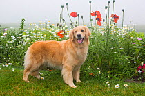 Golden Retriever with flowers, poppies and daisies, Litchfield, Connecticut, USA, June.