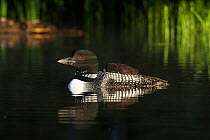 Adult Common Loon (Gavia immer) with sleepy chick  on its back, on lake, New Hampshire, USA. Non-ex.