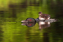 Common loon (Gavida immer) with sleepy chick  on its back, initiating a dive during which it will leave chick unattended,  New Hampshire, USA. Non-ex.