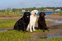 Labrador retriever, three different colours together, black, yellow, chocolate, at edge of salt marsh, Charlestown, Rhode Island, USA, June.