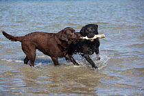 Black and chocolate Labrador Retrievers playing with toy in bay, Charlestown, Rhode Island, USA. Non-ex.
