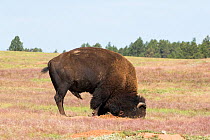 American Bison (Bison bison) using horns and head to loosen up mound of Prairie Dog burrow to use as dust wallow. Note Prairie Dog  in burrow lower right, Wind Cave National Park, South Dakota, USA, J...