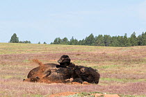 American bison (Bison bison), rolling in new dust wallow, Wind Cave National Park, South Dakota, USA. Non-ex.