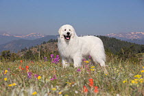 Great Pyrenees dog  in meadow of Rocky Mountain foothills, Colorado, USA. Non-ex.