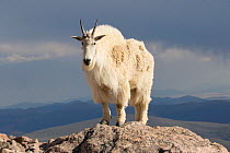 Rocky mountain goat (Oreamnos americanus) male on rocks at 14,000 feet elevation, Mount Evans, Colorado, USA. Non-ex.