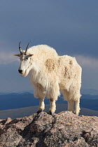 Rocky Mountain Goat (Oreamnos americanus) male on rocks at 14,000 feet elevation, Mount Evans, Colorado, USA. July.