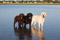 Three breed colors of Labrador Retriever - black, chocolate and golden -  standing in water,  Rhode Island, USA. August.